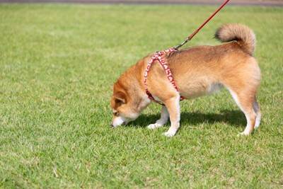 犬が散歩中によくする行動4つ　ワンコがやりがちなあるある行為や注意点まで解説