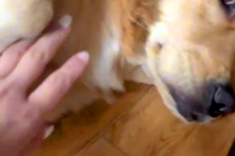 実家のチワワを抱っこしてから帰宅→大型犬が『浮気』を疑って…想像以上に『激しい尋問』が113万再生「スンスン」「絶対に誤魔化せないｗ」