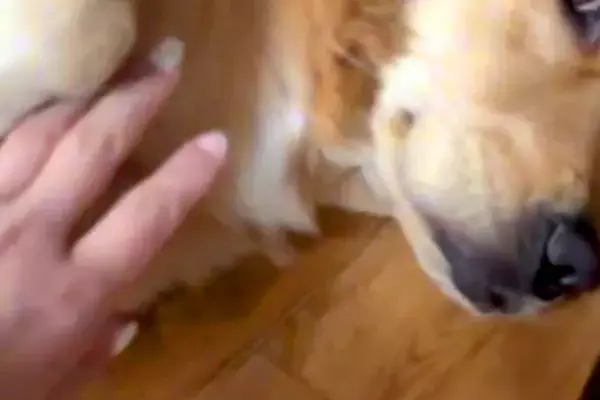 実家のチワワを抱っこしてから帰宅→大型犬が『浮気』を疑って…想像以上に『激しい尋問』が113万再生「スンスン」「絶対に誤魔化せないｗ」