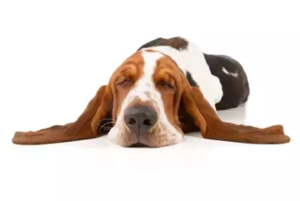 犬を『疲れさせる』NG行為4選　あなたはやってない？今すぐ改善すべき飼い主の行動とは