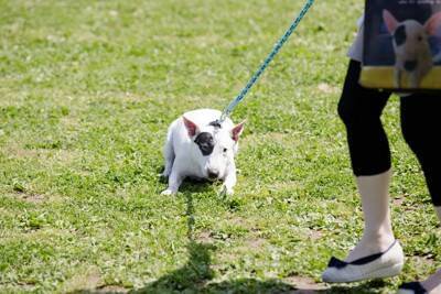 犬を『疲れさせる』NG行為4選　あなたはやってない？今すぐ改善すべき飼い主の行動とは