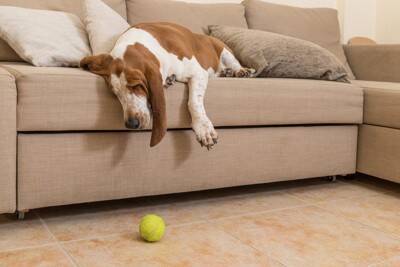 犬を『疲れさせる』NG行為4選　あなたはやってない？今すぐ改善すべき飼い主の行動とは