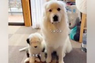 先輩犬に甘える赤ちゃん犬→すくすく成長した結果…自分の大きさを理解していない『まさかの光景』が20万再生「逆転してるw」「愛おしい…」