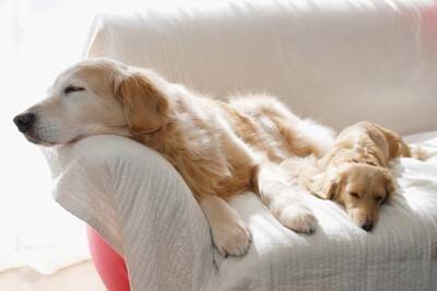 『多頭飼いに向いていない犬』4選　主な特徴や後悔しないために知っておくべきことまで