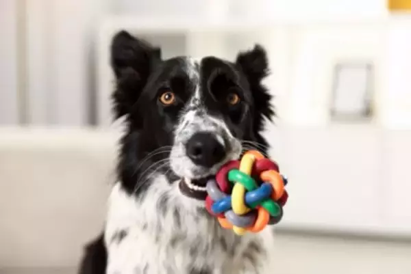 犬は『飼い主の言葉』をどのくらい理解している？愛犬と意思疎通を図る方法までご紹介