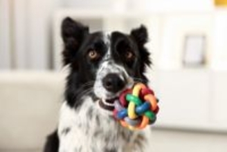 犬は『飼い主の言葉』をどのくらい理解している？愛犬と意思疎通を図る方法までご紹介