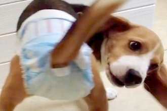 病院に行くため『オムツ』を履いた犬→想像以上に嫌がって…脱がせてもらうための『最終手段』に爆笑の声「実力行使で草」「ワンコの勝利ｗ」