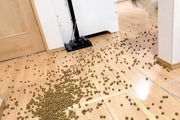 ドッグフードを床にこぼしてしまった結果→深呼吸で落ち着こうとしたら…犬の『正直すぎる表情』に6万いいね「準備してて草」「やる気満々ｗ」