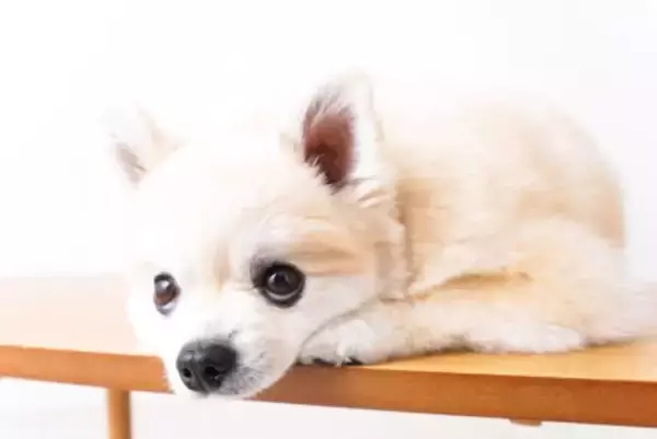 犬が不幸になる飼い主の『甘やかし行動』5つ　間違った対応が取り返しのつかない事態を招くことも…