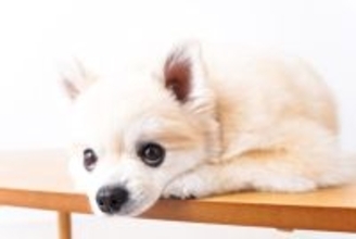犬が不幸になる飼い主の『甘やかし行動』5つ　間違った対応が取り返しのつかない事態を招くことも…