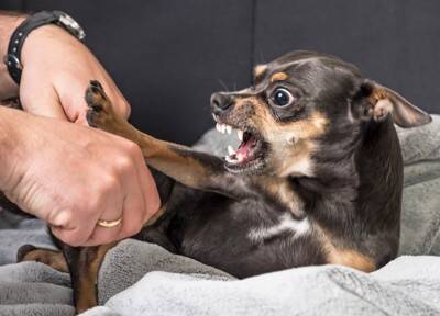 犬が不幸になる飼い主の『甘やかし行動』5つ　間違った対応が取り返しのつかない事態を招くことも…