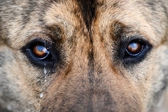 犬の『涙やけ』が悪化するNG習慣５選　今すぐ改善すべきタブー行為や対処法まで