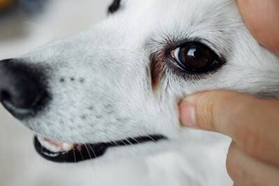 犬の『涙やけ』が悪化するNG習慣５選　今すぐ改善すべきタブー行為や対処法まで