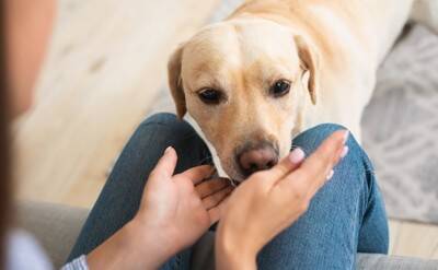 『人間が大好きな犬』の特徴５選　人懐っこいワンコの共通点や警戒心を解く方法まで