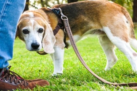 『犬見知りな犬』がよくする行動3つ　社交的な性格に育てるコツや飼い主がすべき配慮まで