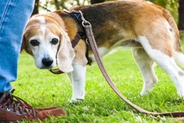 『犬見知りな犬』がよくする行動3つ　社交的な性格に育てるコツや飼い主がすべき配慮まで