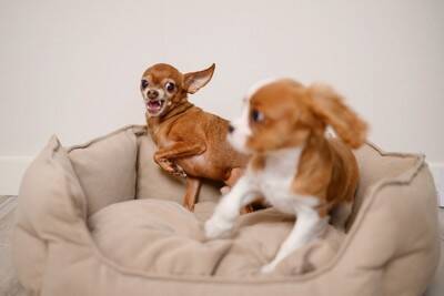 『犬見知りな犬』がよくする行動3つ　社交的な性格に育てるコツや飼い主がすべき配慮まで