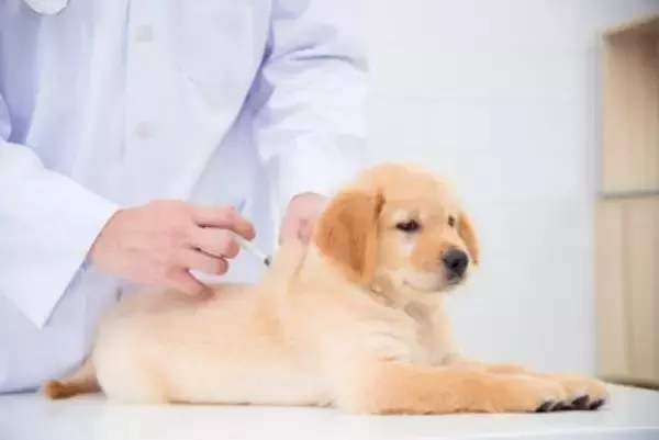 子犬を危険にさらす『絶対NG行為』4つ　飼い主の不注意が重大な事故を引き起こすことも…