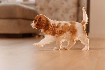 子犬を危険にさらす『絶対NG行為』4つ　飼い主の不注意が重大な事故を引き起こすことも…