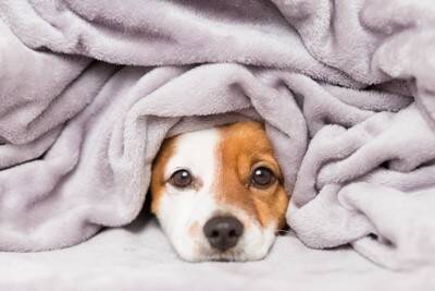 子犬を危険にさらす『絶対NG行為』4つ　飼い主の不注意が重大な事故を引き起こすことも…
