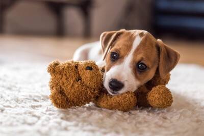 子犬を危険にさらす『絶対NG行為』4つ　飼い主の不注意が重大な事故を引き起こすことも…