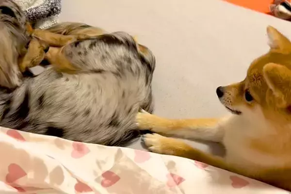 『絶対にママの腕枕で寝たい犬』VS『意地でも退かない犬』わかりやすく抗議をする光景が51万再生「鳴き声がおもちゃみたいｗ」「笑顔になる」
