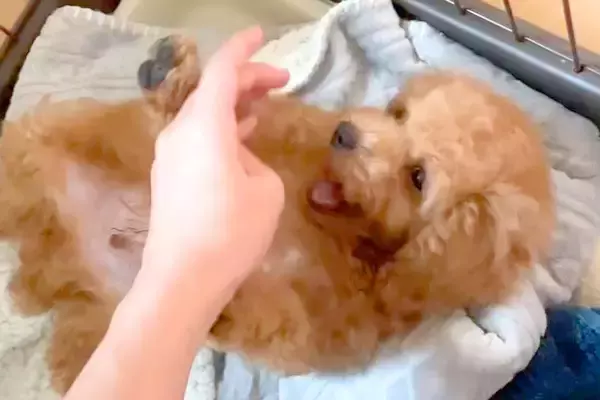 子犬を飼った結果→『こんな可愛い生き物がいるんだ』と思っていたら…3年後の『想像と違う成長』が32万再生「存在感ｗ」「すくすく育ったね」