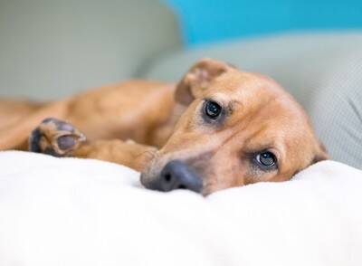 犬の「発作」は突然じゃない？犬のてんかん“予兆”を見逃さないために【獣医師執筆】