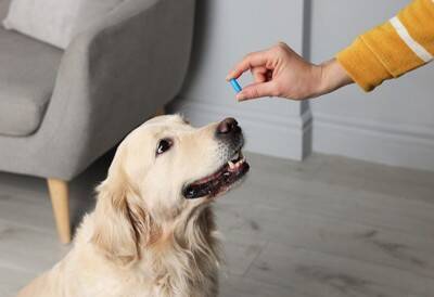 犬の「発作」は突然じゃない？犬のてんかん“予兆”を見逃さないために【獣医師執筆】