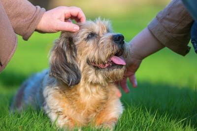 犬の「発作」は突然じゃない？犬のてんかん“予兆”を見逃さないために【獣医師執筆】