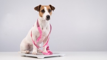 犬が『痩せすぎてしまう』原因5つ　愛犬の体重管理で注意すべきポイントとは？