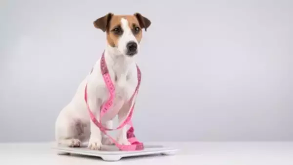 犬が『痩せすぎてしまう』原因5つ　愛犬の体重管理で注意すべきポイントとは？