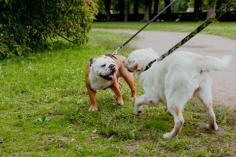 『犬にモテる犬』の特徴4選　どんなワンコが好かれやすいの？主な共通点や社交性を身につけるコツまで