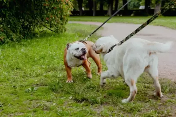 『犬にモテる犬』の特徴4選　どんなワンコが好かれやすいの？主な共通点や社交性を身につけるコツまで