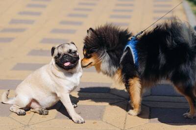 『犬にモテる犬』の特徴4選　どんなワンコが好かれやすいの？主な共通点や社交性を身につけるコツまで