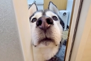 お風呂掃除中、『早くきてください！』と呼びにきた大型犬→仕方なくついて行くと、猫が…まさかの光景が14万再生「優しい」「真剣に心配してる」