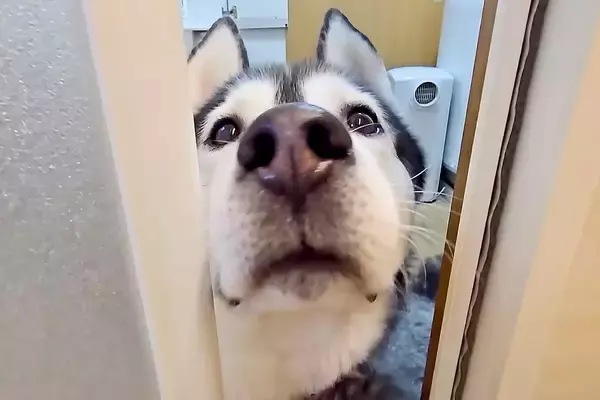 お風呂掃除中、『早くきてください！』と呼びにきた大型犬→仕方なくついて行くと、猫が…まさかの光景が14万再生「優しい」「真剣に心配してる」