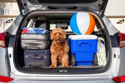 犬との旅行における『5つのタブー』 絶対にしてはいけないNG行為と安全に楽しむためのコツ