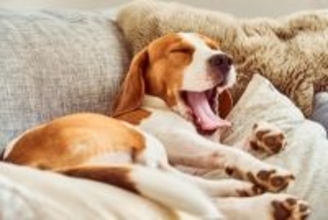犬が『快適に眠れる場所』とは？愛犬が落ち着けるベストな寝床を把握しよう