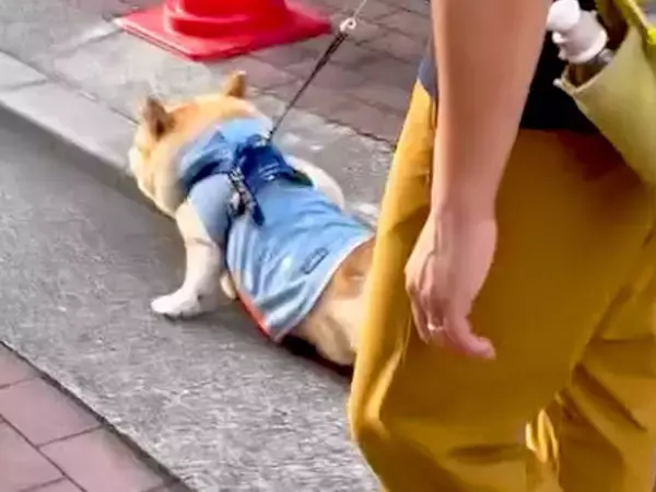 散歩から帰ってこないパパと犬→様子を見に行ったら、なにやら揉めていて…まさかの光景と『愛おしい展開』に反響「作戦成功ｗ」「ニコニコで草」