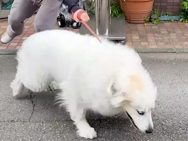 動物病院が大嫌いな超大型犬→ドアを開けようとしたら…想像を遥かに超える『拒否』が391万再生「病院キャンセル界隈ｗｗ」「コントで草」