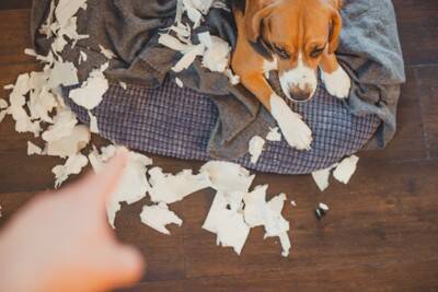 『イタズラしがちな犬種』5選　問題行動を引き起こす要因や止めさせる方法までご紹介