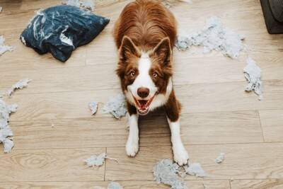 『イタズラしがちな犬種』5選　問題行動を引き起こす要因や止めさせる方法までご紹介