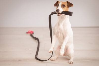 犬が『散歩前に暴れてしまう』理由4つ　落ち着かせるためにはどうしたらいいの？