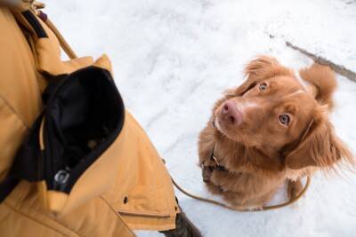 犬が『散歩前に暴れてしまう』理由4つ　落ち着かせるためにはどうしたらいいの？
