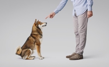 犬が飼い主の言うことを聞かなくなる『5つの原因』わがままな性格にさせるタブー行為とは？