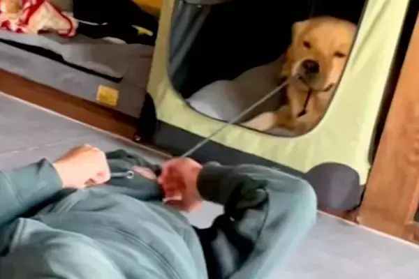 パーカーを着ている男性→大型犬に『ヒモ』を引っ張られてしまい…爆笑必至な『まさかの攻防戦』が17万再生「最後ｗｗｗ」「戦い方わかってる」