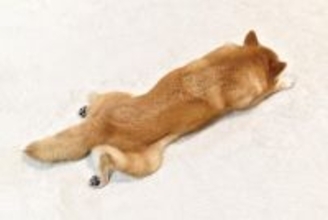 犬の『体勢』からわかる心理4つ　気持ちを読み取るコツや注意すべきポーズまで