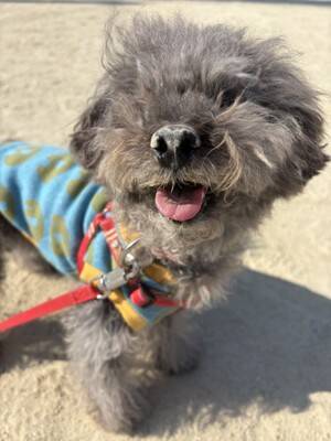 犬と暮らせば【第529話】「それはそれでイヤ」