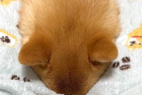 『大嫌いなハミガキ』で拗ねてしまった犬→隠れようとして…まさかの『可愛すぎる抗議』が65万再生「息できてる？ｗｗ」「お耳ピクピク」と爆笑